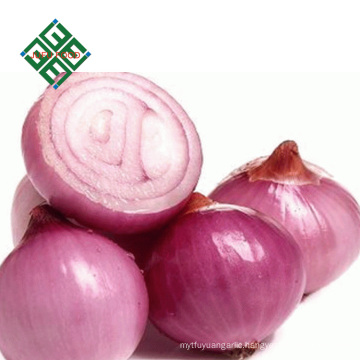 export fresh onions from China